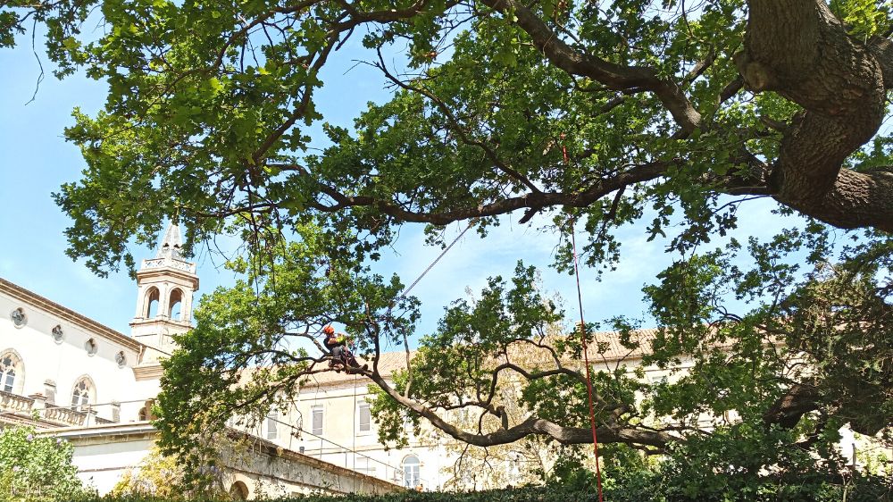 Serpe Avignon - Elagage à Tarascon.png