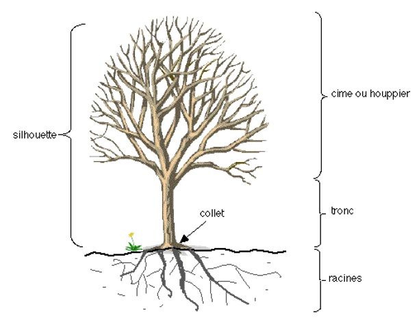 Analyse-visuelle-de-l’arbre.jpg