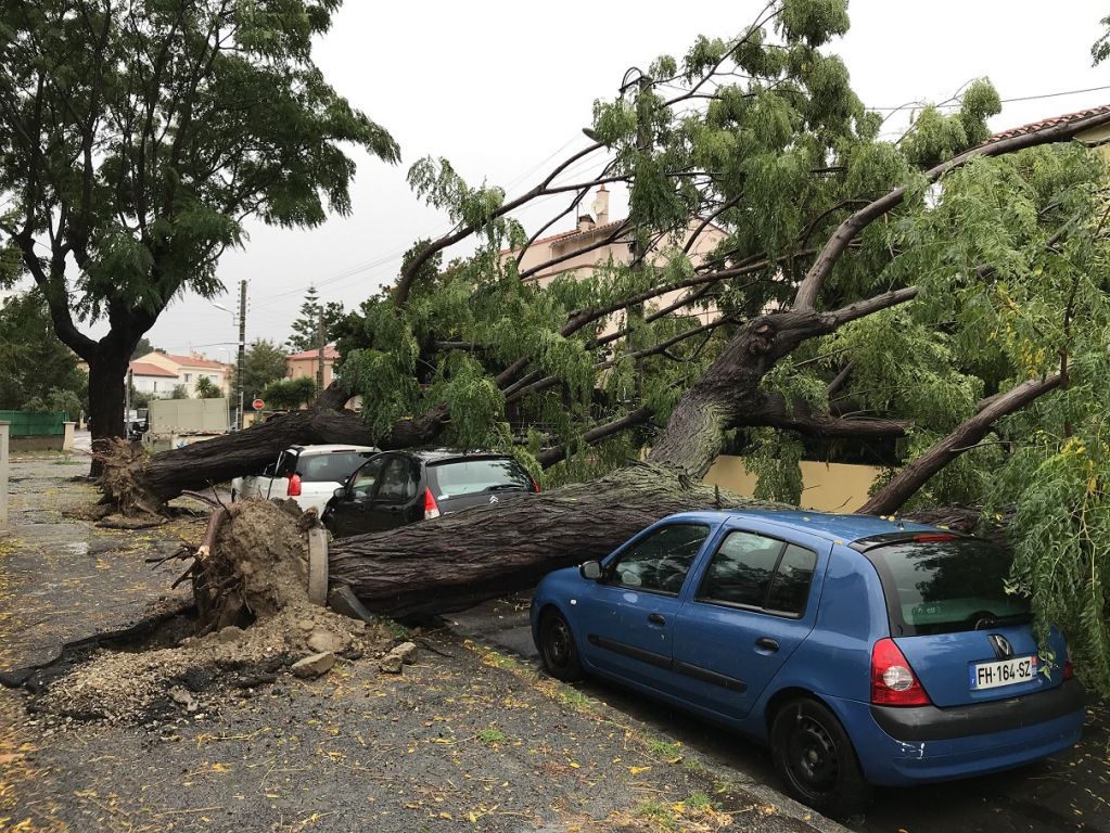 Perpignan - perpignan - abattage urgence 2019 - 1 .jpg