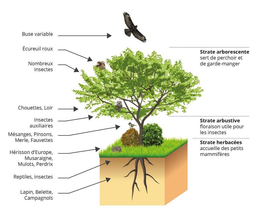 illustration arbre_lpo_paca.jpg