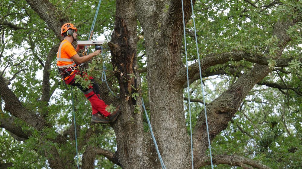 arbre - serpe conseil.jpg