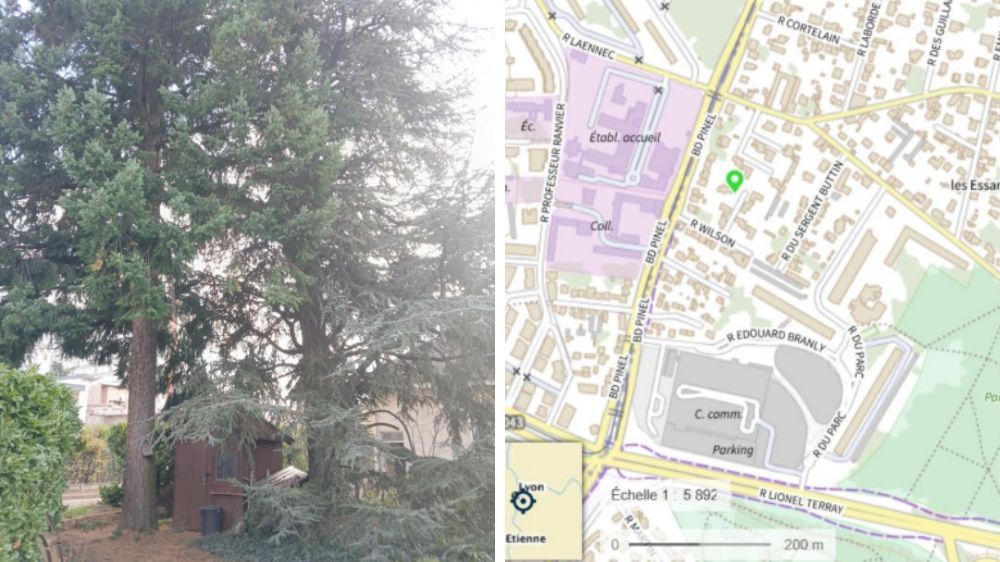 Serpe Conseil  - diagnostic arboricole à bron.jpg
