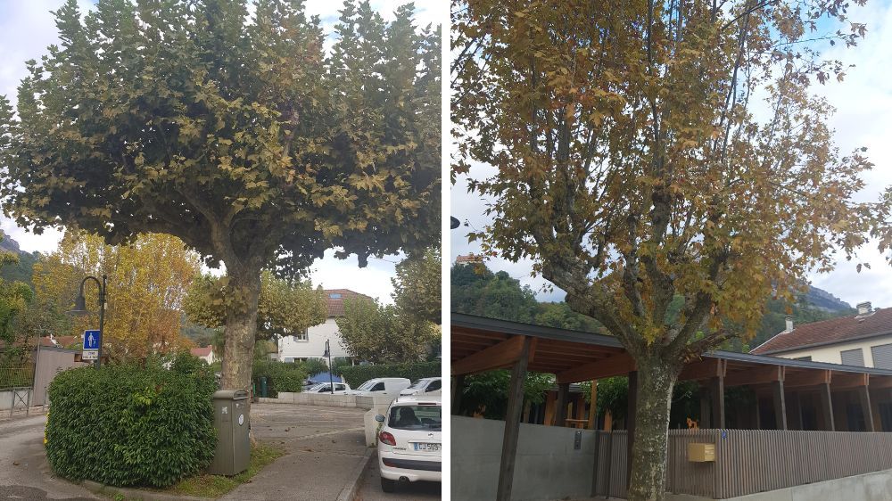 Serpe Conseil - Inventaire et diagnostic arboricole à Corenc.jpg
