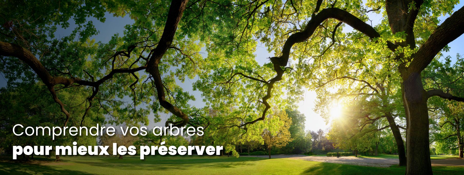 Banniere Serpe Conseil.jpg